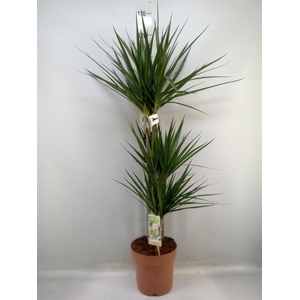 Dracaena marg.