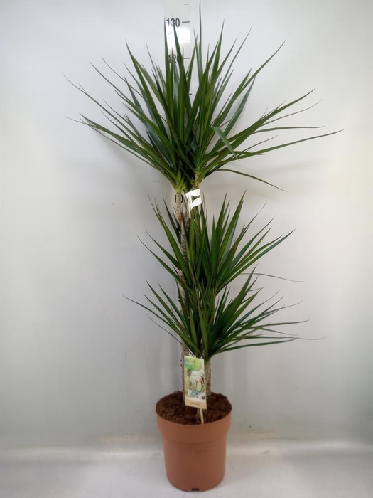 <h4>Dracaena marg.</h4>