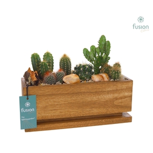 The Lighting Garden LED Medium met Cactussen