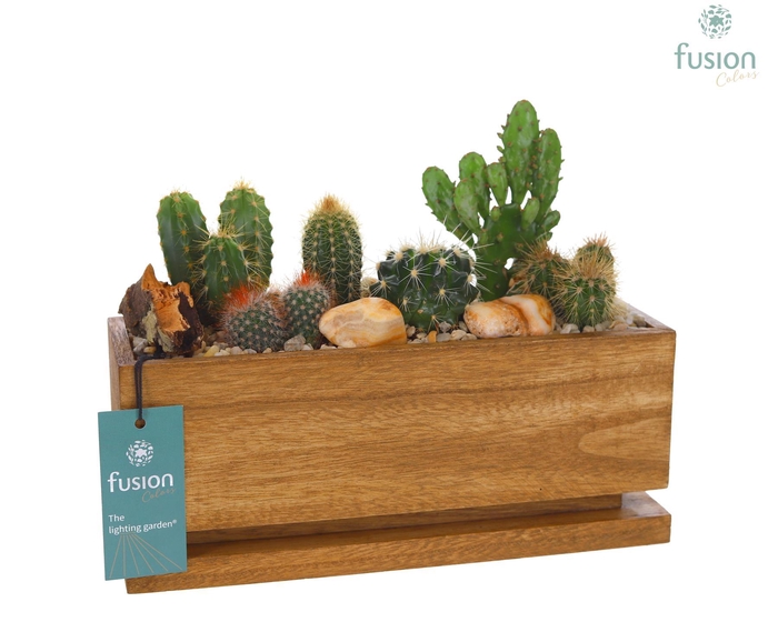 <h4>The Lighting Garden LED Medium met Cactussen</h4>