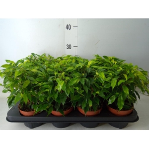 Ficus benja. 'Green Kinky'