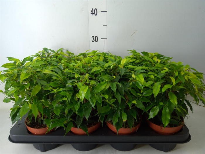 <h4>Ficus benja. 'Green Kinky'</h4>