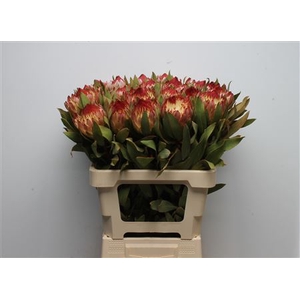 Protea Robijn