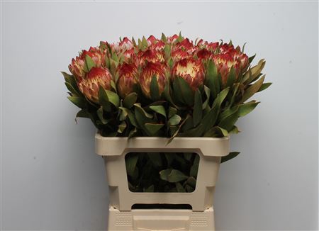 <h4>Protea Robijn</h4>