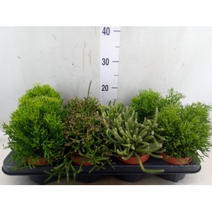 Rhipsalis   ...mix