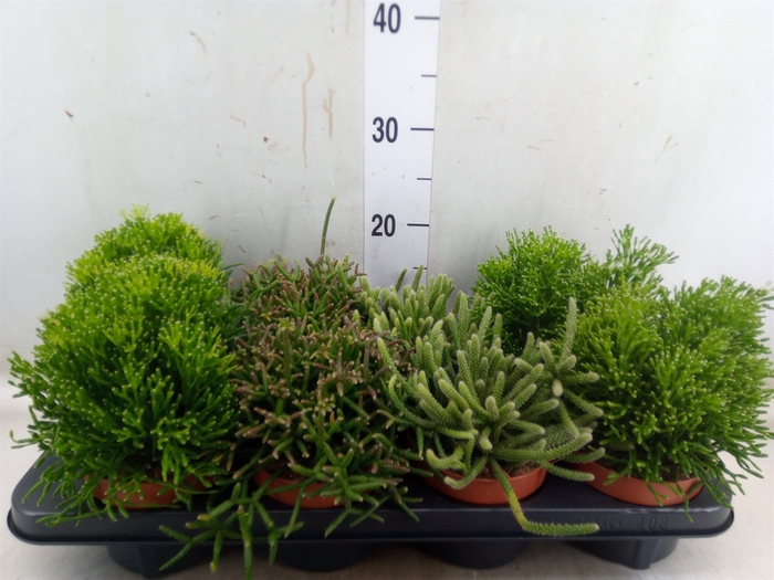 <h4>Rhipsalis   ...mix</h4>