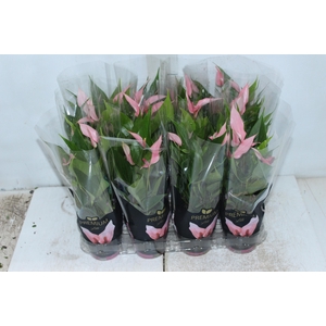 ANTHURIUM LILLI P09 PREMIUM