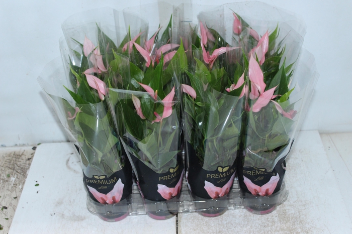 <h4>ANTHURIUM LILLI P09 PREMIUM</h4>