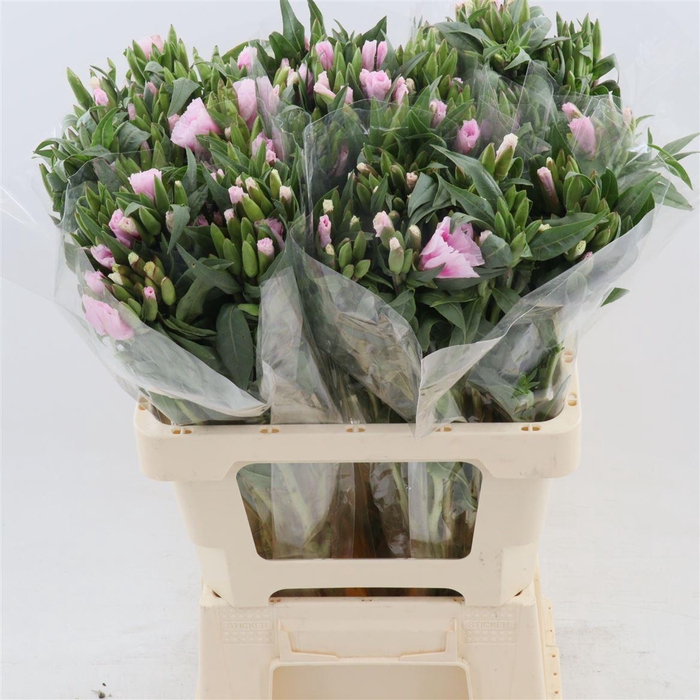 <h4>Clarkia Grace Roze</h4>