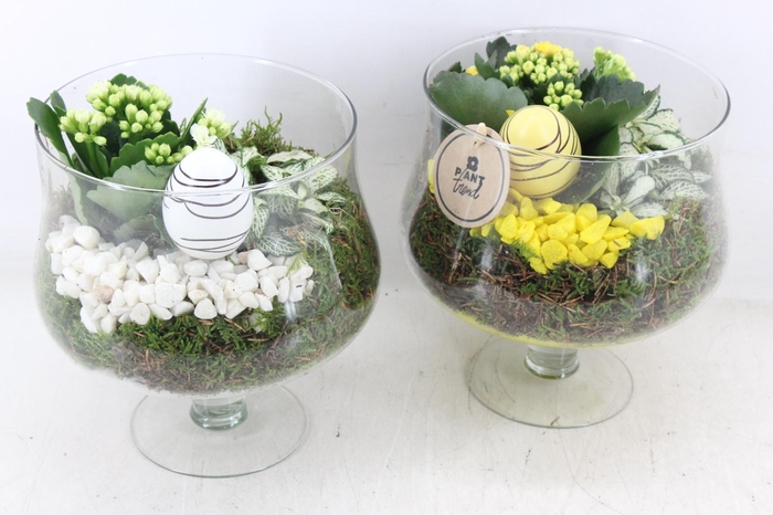 <h4>arr2 PL - Glas op voet x6 - geel/wit</h4>