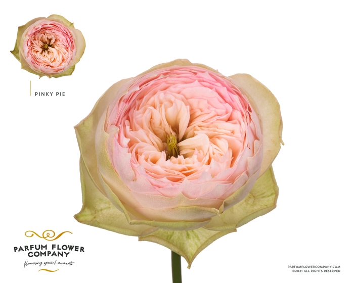 <h4>Rosa Garden Pinky Pie!</h4>