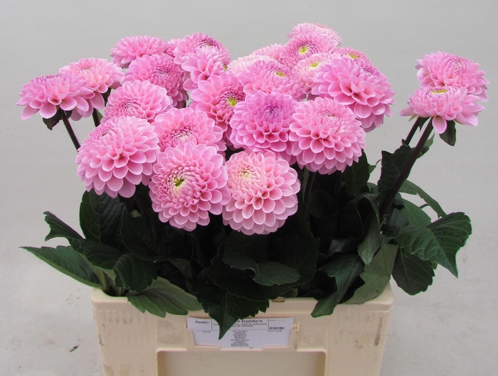 <h4>Dahlia Ball Wizzard Of Oz Koppert</h4>