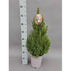 Picea Gl December