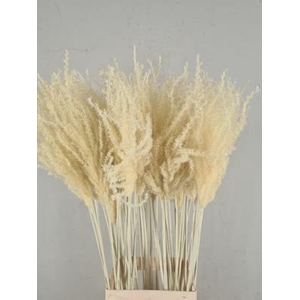 Df Miscanthus 90cm Bleached