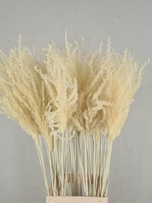 Df Miscanthus 90cm Bleached