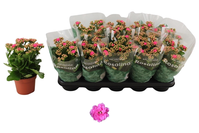 <h4>KAL GE NANDO PINK</h4>