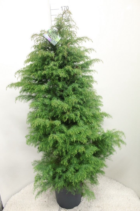 <h4>Cryptomeria japon. 'Elegans'</h4>