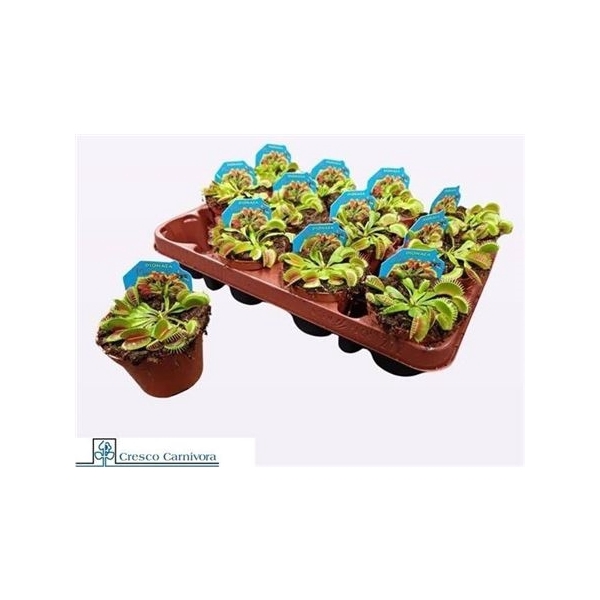 <h4>Dionaea Muscipula</h4>