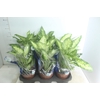 DIEFFENBACHIA VARIADO P17