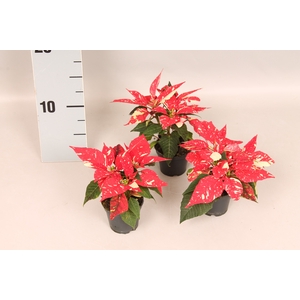 Poinsettia 6  cm Christmas Feelings® Glitter 2/4 kopper