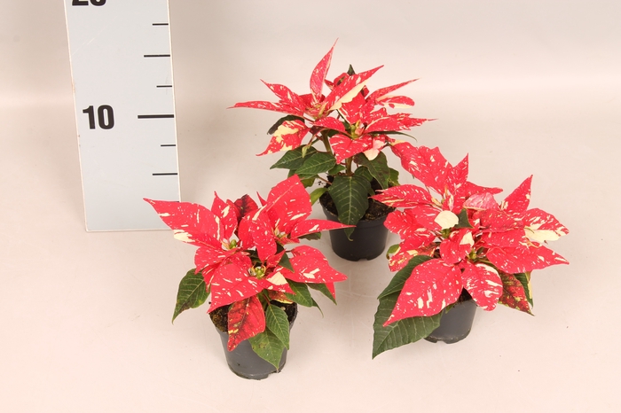 Poinsettia 6  cm Christmas Feelings® Glitter 2/4 kopper