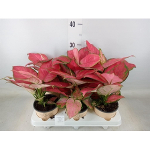 Aglaonema   ...