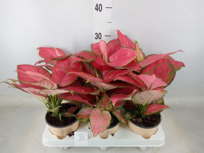 <h4>Aglaonema   ...</h4>