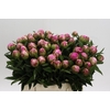 Paeonia Dr Alexander Fleming