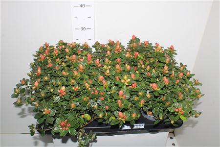 <h4>Rhodo Si Sachs Mixk</h4>