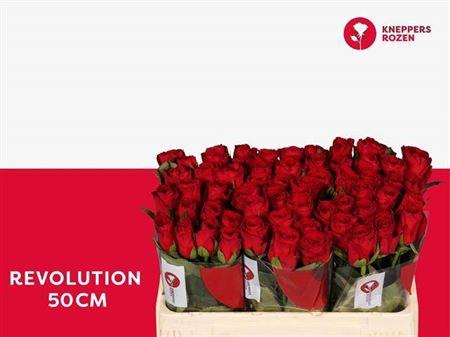 <h4>R Gr Revolution</h4>