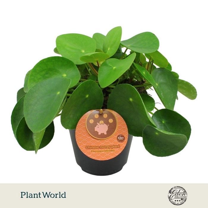 <h4>Pilea Peperomioides 15cm Engels etiket</h4>