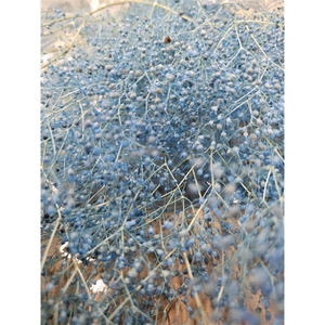 GESTABILISEERD GYPS MILLION STAR LICHTBLAUW