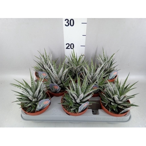 Haworthia fasciata 'Alba'