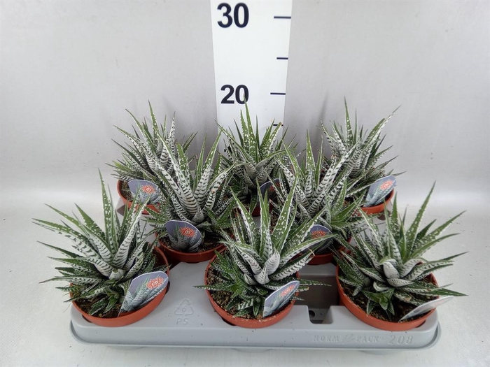 <h4>Haworthia fasciata 'Alba'</h4>