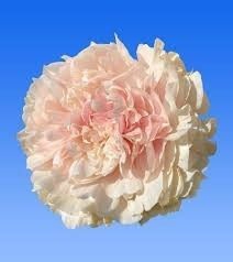 <h4>Paeonie Summer Glow</h4>