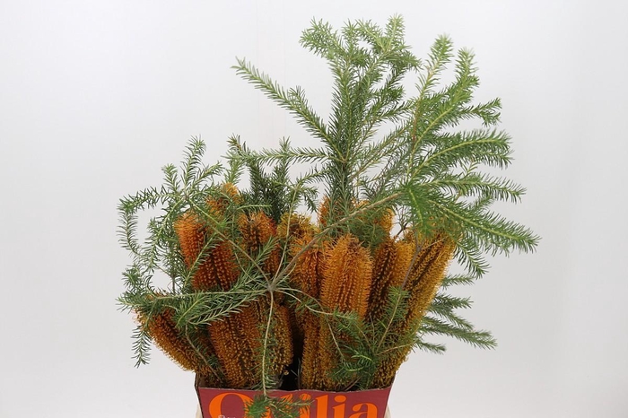 <h4>Banksia Ericifolia</h4>