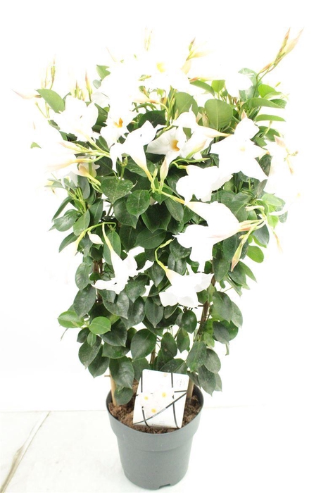 <h4>MANDE DI JADE WHITE</h4>