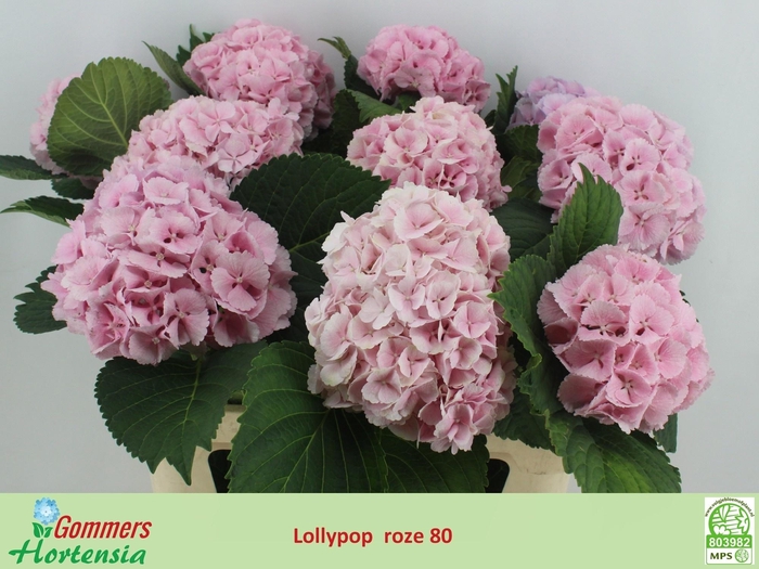 <h4>Hydr M Ch Lollypp Rz</h4>