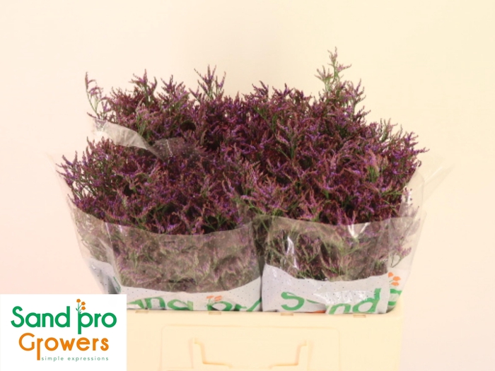 <h4>LIM SAF DARK BLUE</h4>