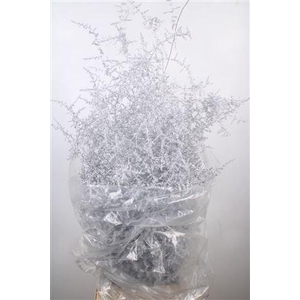 Asparagus Salv. Silver