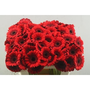 Ge Mi Red Ruby (rood)