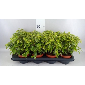 Ficus benja. 'Kinky'