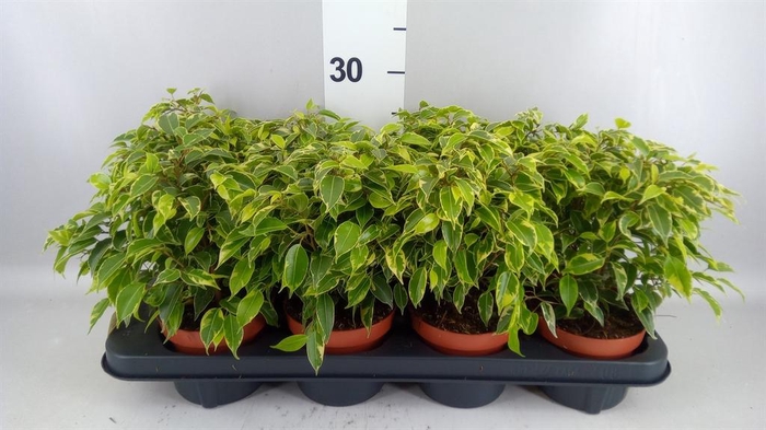 <h4>Ficus benja. 'Kinky'</h4>