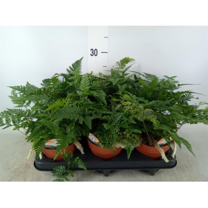 Humata griffithiana var. tyermannii