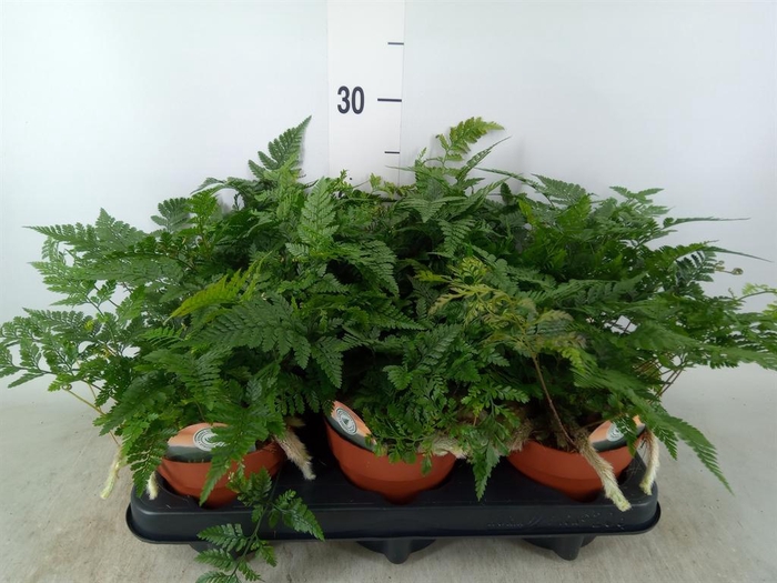 <h4>Humata griffithiana var. tyermannii</h4>