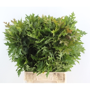 QUERC PALUSTRIS