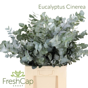 Eucalyptus Cinerea (300 Gram Bunch)
