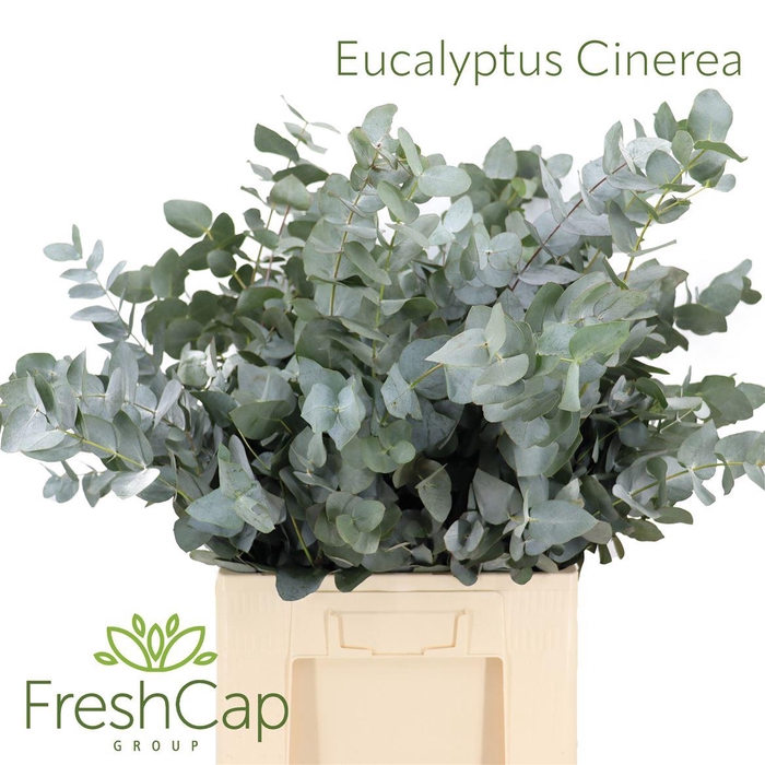 <h4>Eucalyptus Cinerea</h4>
