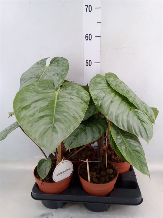 <h4>Philodendron   ...</h4>