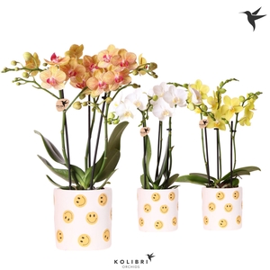 Kolibri Orchids Phalaenopsis mix 3 spike in Smiley pot